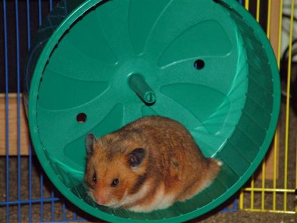 wheel9.jpg